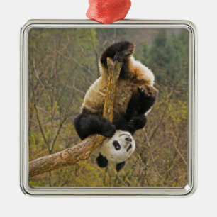 Wolong Panda Reservat, Kina, 2 1/2 år gammal Julgransprydnad Metall