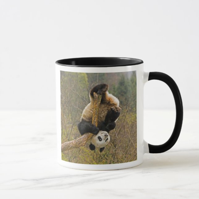 Wolong Panda Reservat, Kina, 2 1/2 år gammal Mugg (Höger)