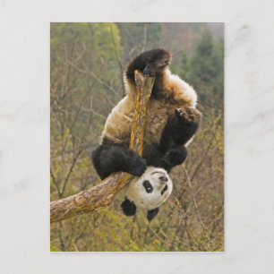 Wolong Panda Reserve, Kina, 2 1/2 år gammal Vykort