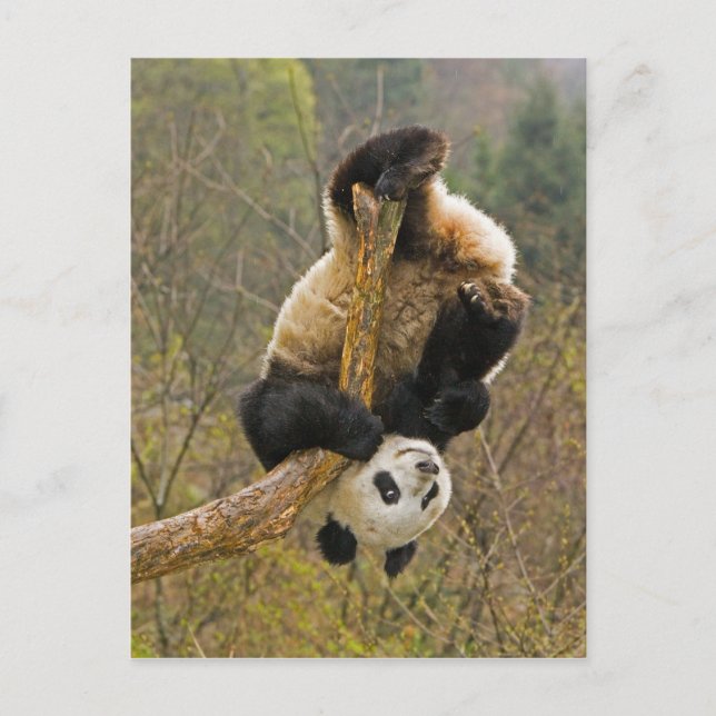 Wolong Panda Reserve, Kina, 2 1/2 år gammal Vykort (Framsida)