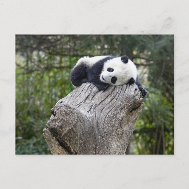 Wolongreservatet, Kina, Babypanda som sover Vykort (Framsida)