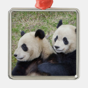 Wolongreservatet, Kina, Jättepanda som kramar Julgransprydnad Metall