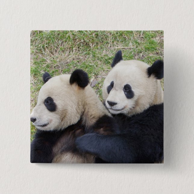Wolongreservatet, Kina, jättepanda som kramar Knapp (Framsida)