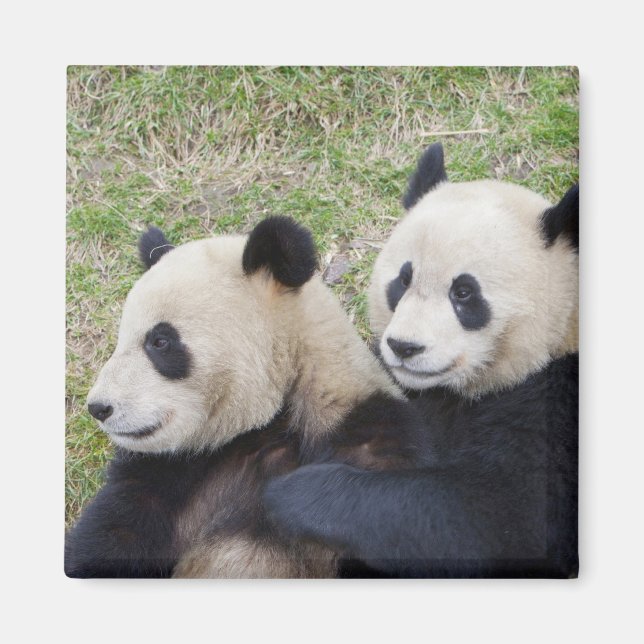 Wolongreservatet, Kina, Jättepanda som kramar Magnet (Framsidan)