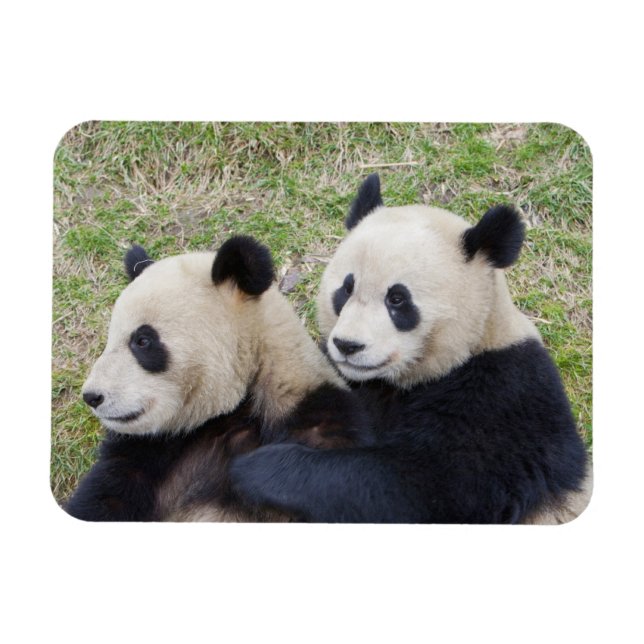 Wolongreservatet, Kina, Jättepanda som kramar Magnet (Horisontell)