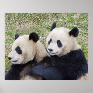 Wolongreservatet, Kina, Jättepanda som kramar Poster