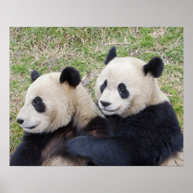 Wolongreservatet, Kina, Jättepanda som kramar Poster (Framsidan)