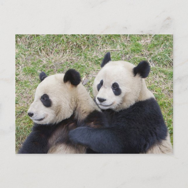 Wolongreservatet, Kina, Jättepanda som kramar Vykort (Framsida)
