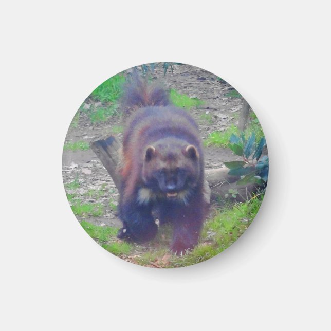 Wolverine #1 Magnet (Framsidan)