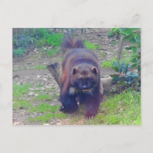 Wolverine #1 vykort