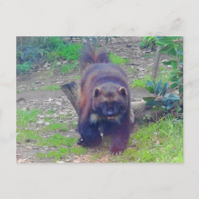 Wolverine #1 vykort (Framsida)