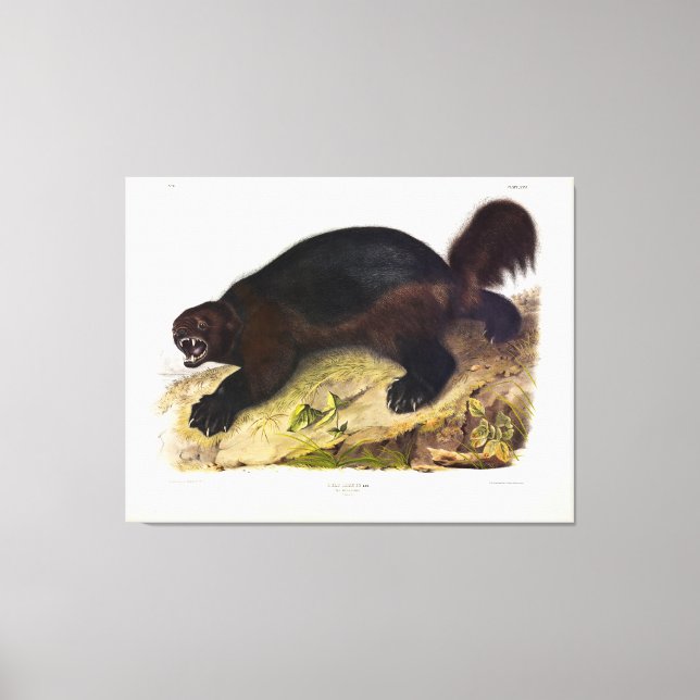 Wolverine eller Wolverene (Gulo gulo) från Audubon Canvastryck (Framsida)