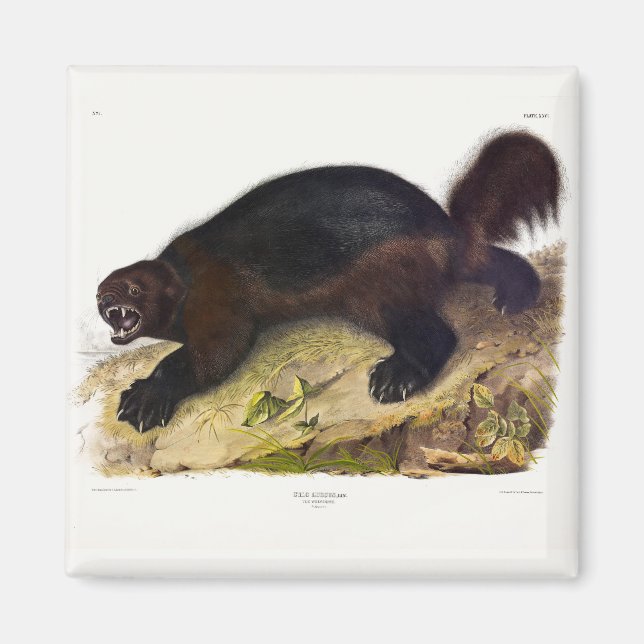 Wolverine eller Wolverene (Gulo gulo) från Audubon Magnet (Framsidan)