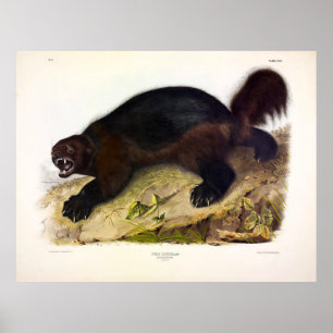 Wolverine eller Wolverene (Gulo gulo) från Audubon Poster