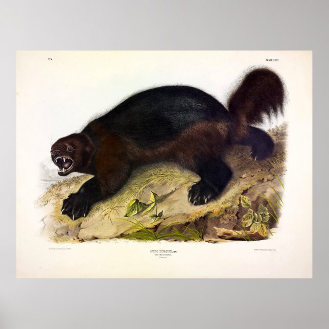 Wolverine eller Wolverene (Gulo gulo) från Audubon Poster (Framsidan)