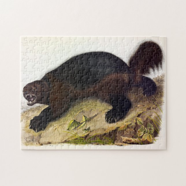 Wolverine eller Wolverene (Gulo gulo) från Audubon Pussel (Horisontell)