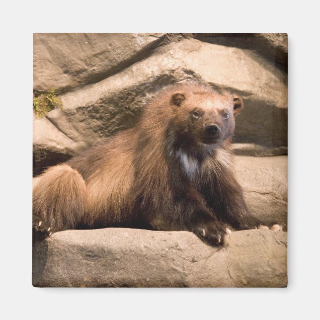 Wolverine Magnet (Framsidan)