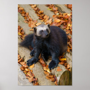 Wolverine med Big Tass Poster