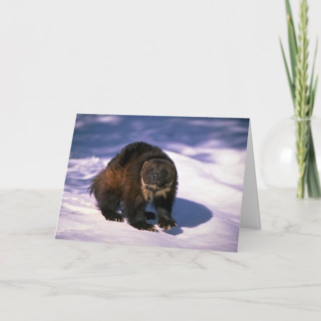 Wolverine på snö kort (Framsida)