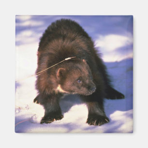 Wolverine på snö magnet
