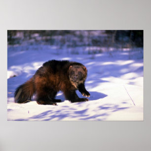 Wolverine på snö poster