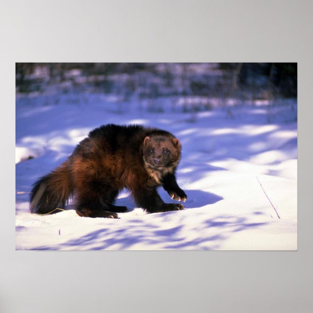 Wolverine på snö poster (Framsidan)