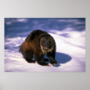 Wolverine på snö poster