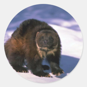 Wolverine på snö runt klistermärke