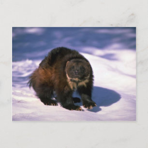 Wolverine på snö vykort