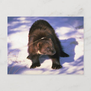 Wolverine på snö vykort