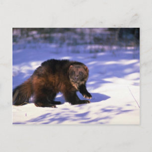 Wolverine på snö vykort