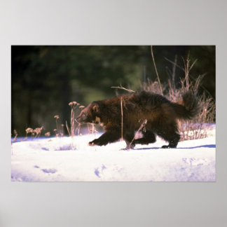 Wolverine passerar genom snö poster