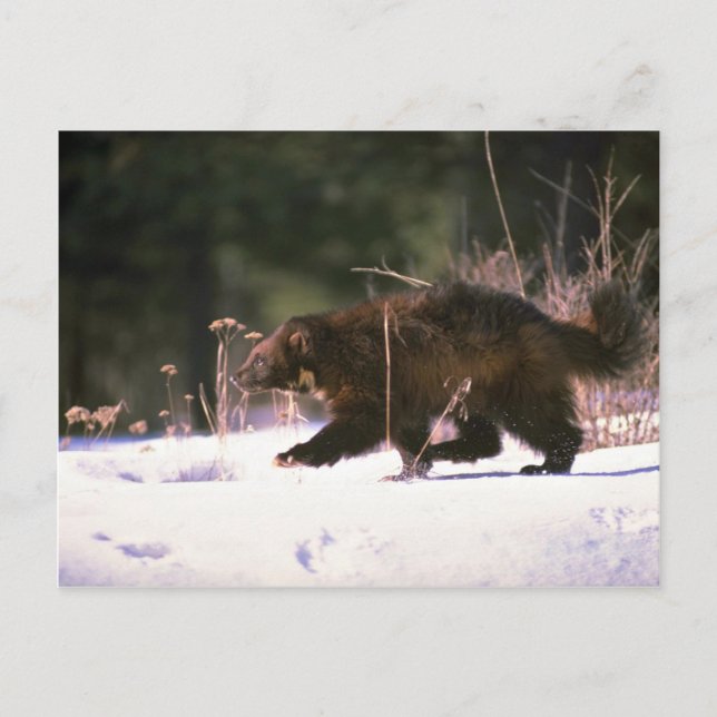 Wolverine passerar genom snö vykort (Framsida)
