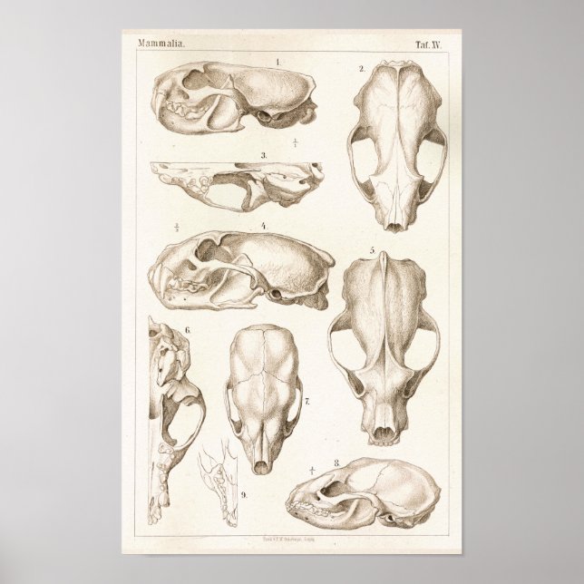 Wolverine Skull Veterinary Anatomy Skriv ut Poster (Framsidan)