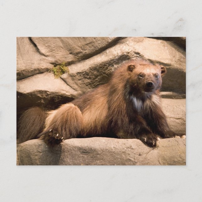 Wolverine Vykort (Framsida)