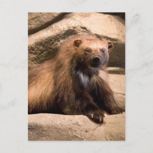 Wolverine Vykort