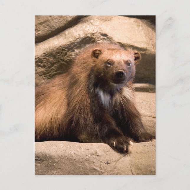 Wolverine Vykort (Framsida)