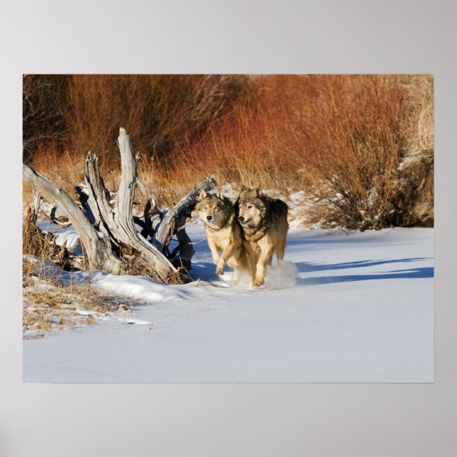 Wolves Running in Snow Poster (Framsidan)