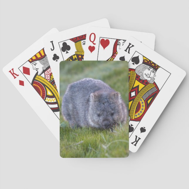 Wombat Australia Casinokort (Baksidan)