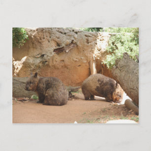 Wombat Heaven Vykort