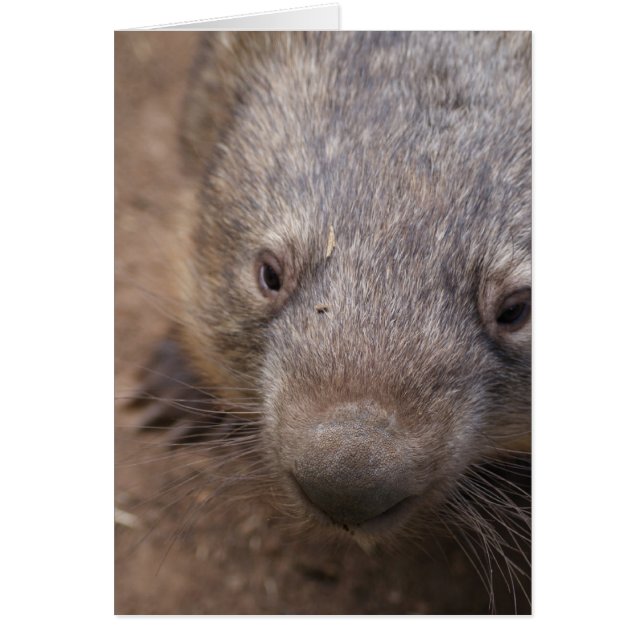 Wombat Kiss Hälsningskort (Framsidan)