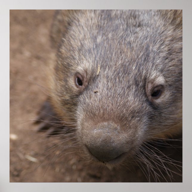 Wombat Kiss Poster (Framsidan)