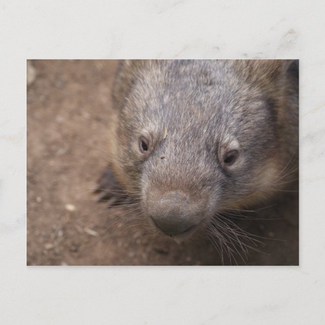 Wombat Kiss Vykort (Framsida)