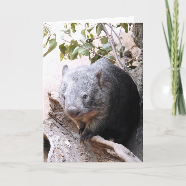Wombat Kort (Framsida)