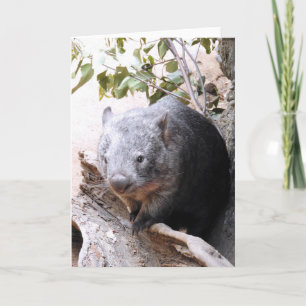 Wombat Kort