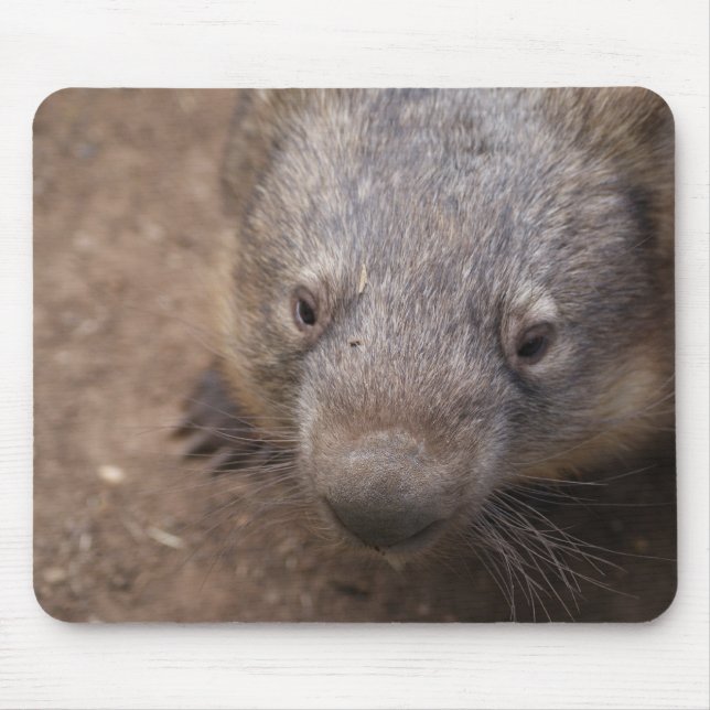 Wombat kyss musmatta (Framsidan)