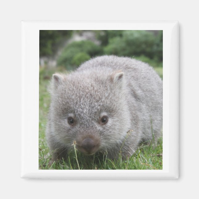 Wombat Magnet (Framsidan)