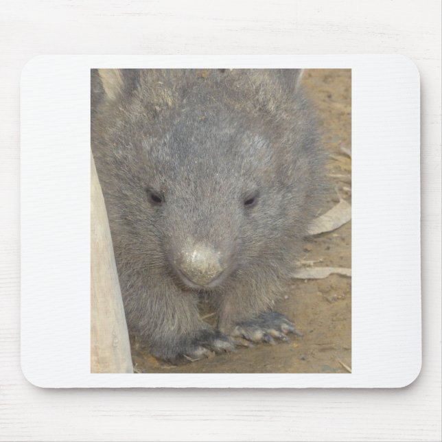 Wombat Musmatta (Framsidan)
