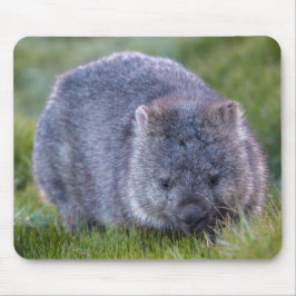 Wombat Musmatta