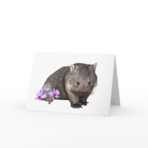 Wombat och Cooktown Orchid